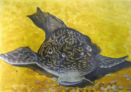 Antennenwels - Süsswasser Aquarienfisch
