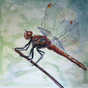 Libelle