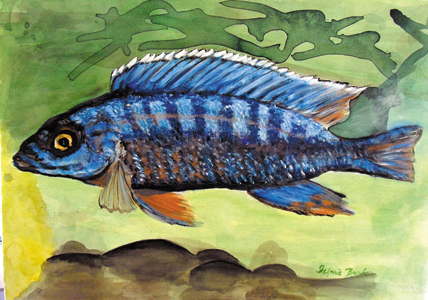 Kaiserbarsch - Süsswasser Aquarienfisch