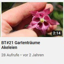 Gartenträume Akelei