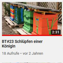 Schlupf einer Bienenkönigin